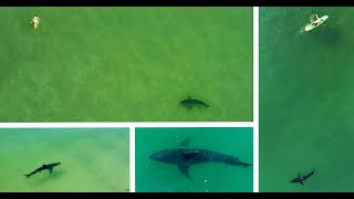 Swimmers Close to Great White Sharks: An April of Encounters ...