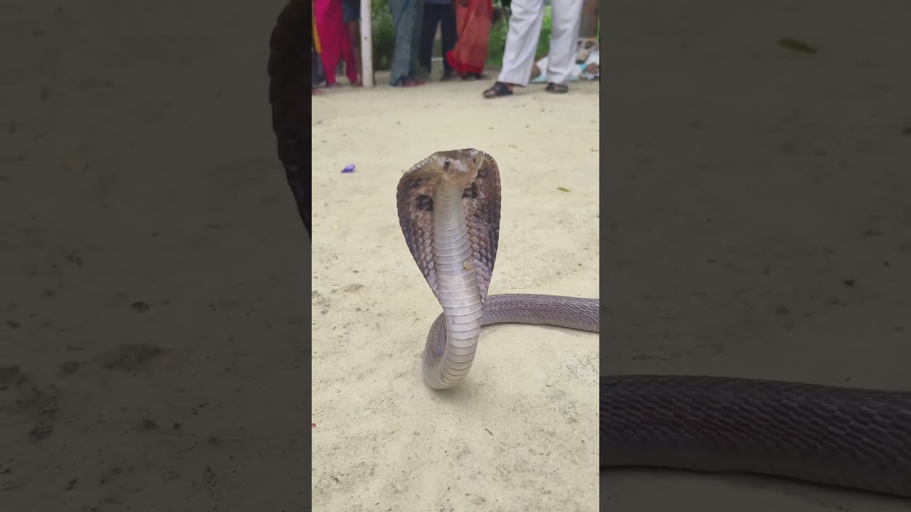 Indian Spectacle Cobra  