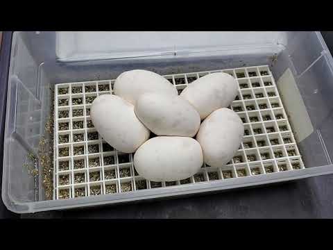 PANDA PIED CLUTCH