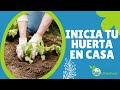 💚 PRIMEROS PASOS para iniciar tu HUERTA 🍅 COMO EMPEZAR UNA HUERTA 🌱  HUERTA ATM EN CASA