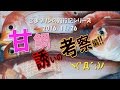 相模湾アマダイ誘い考察!!(16/11/26) の動画、YouTube動画。