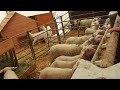 授乳器でミルクを飲む子羊たち　feeding lambs milk replacer 2019 0503