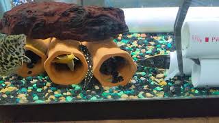 Fire eel, Tiretrack eel feeding video