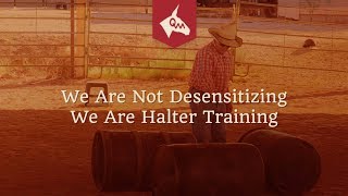 Owning a Mule - We Are Not Desensitizing, We Are Halter Training