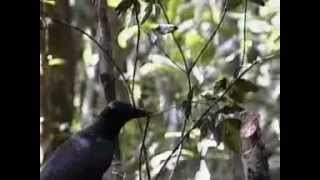 The crafting of hook tools by wild New Caledonian crows 360p