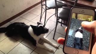 Howlception! Dog howls back at himself..