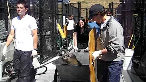 Michele taking the seal to the weighing station