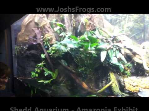 shedd-aquarium-amazonia-exhibit
