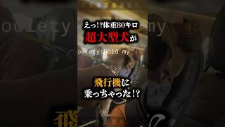 【賛否】巨大な犬が飛行機に乗ってきた!?!