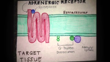 BIO-201 Modeling Project AUTONOMIC NERVOUS SYSTEM