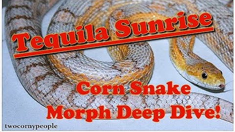 TEQUILA SUNRISE! Corn Snake Morph Deep Dive!