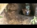 柴犬の巣穴? shiba inu
