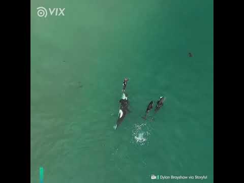 Vídeo: Este Nadador é Totalmente Confortável Nadando Com Orcas Na Costa Da Noruega - Matador Network