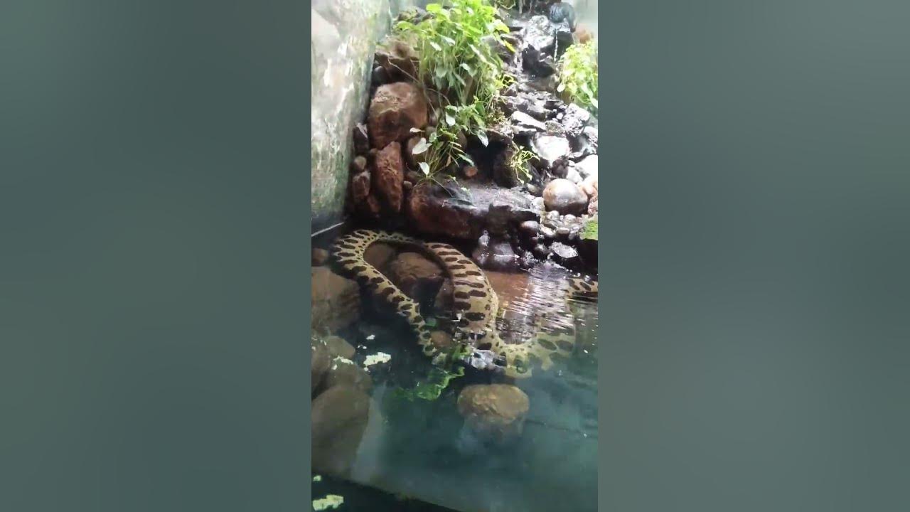 green anaconda live#anacondalife#anaconda#snake#bigsnakeintheworld#