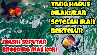 Ini Yang Harus Dilakukan Setelah Ikan Koki Bertelur