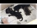 ガリガリに痩せて今にも危ない赤ちゃん子猫を保護しました