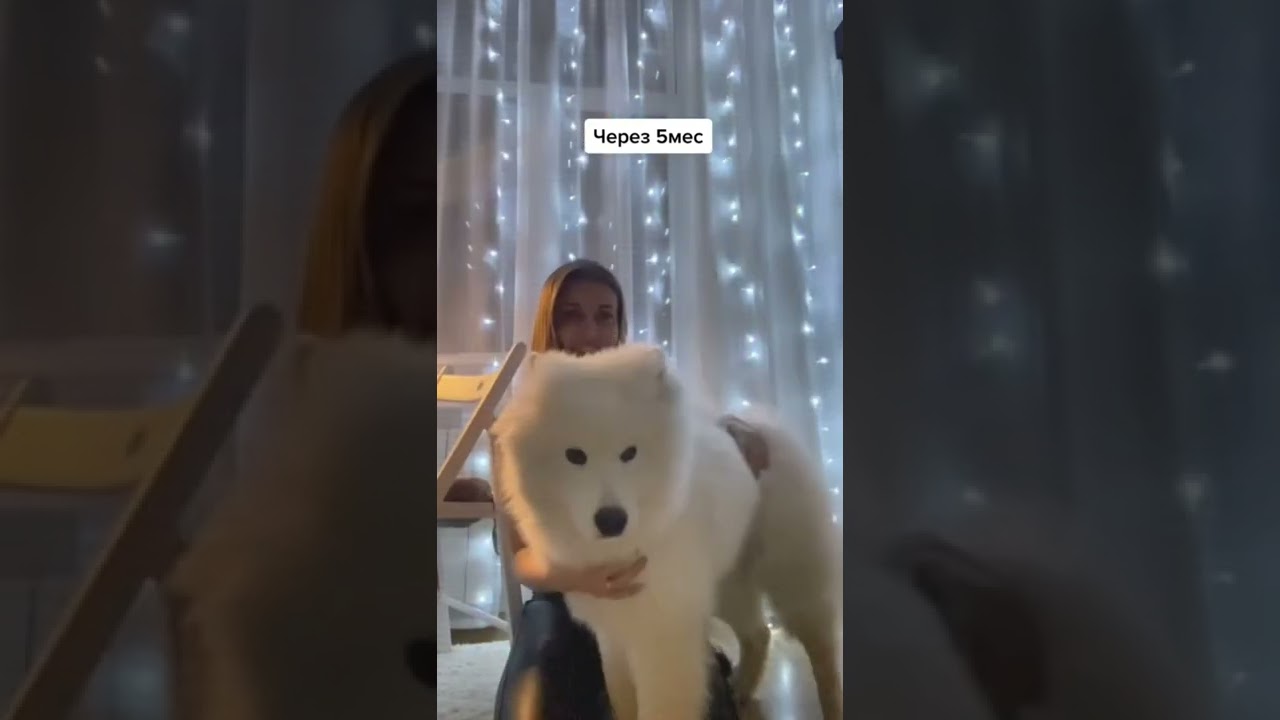 Ну допустим мы умалчивали 🤣#самоед #юмор #домашниепитомцы