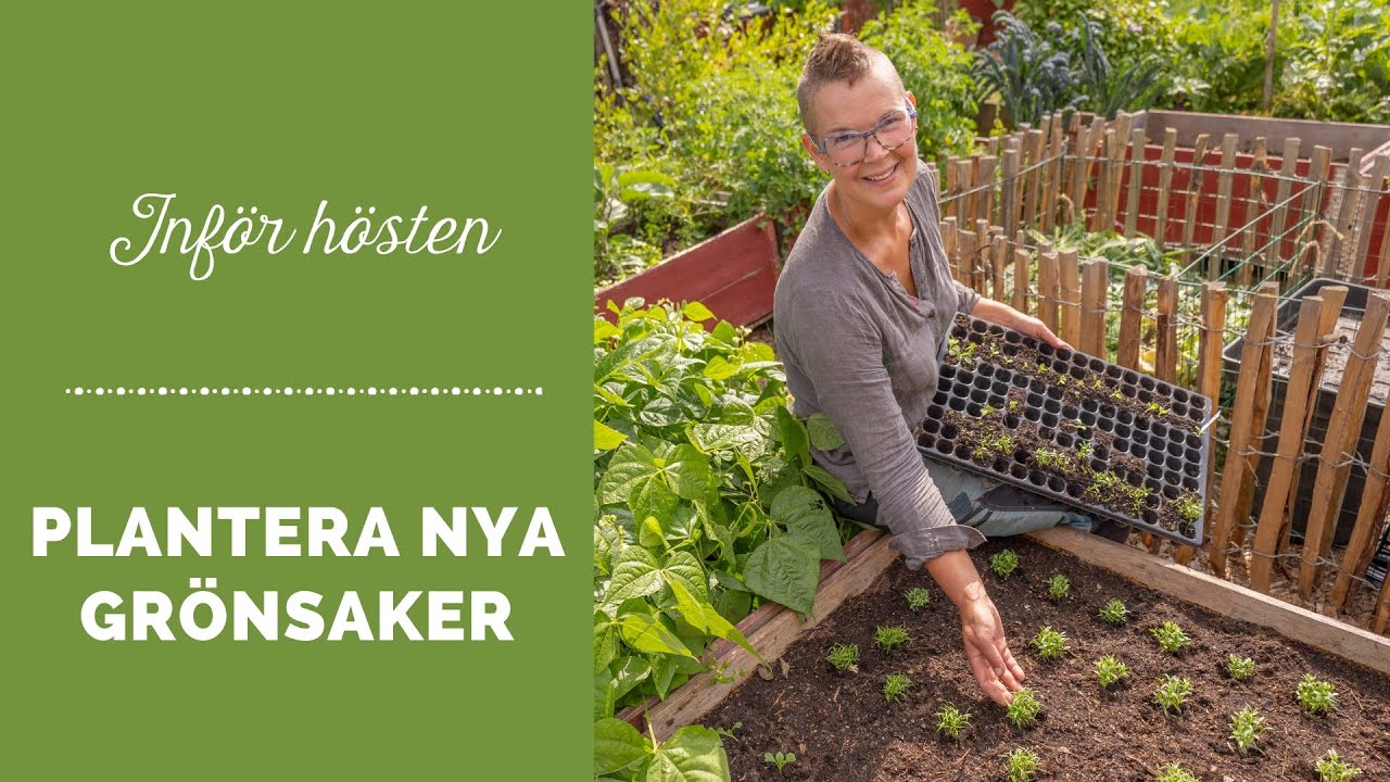 Plantera nya grönsaker inför hösten