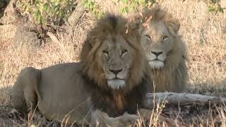 2023 Londolozi 2023 Londolozi