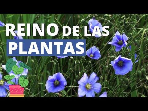 Video: Brote Vegetal Y Sus Características Morfológicas