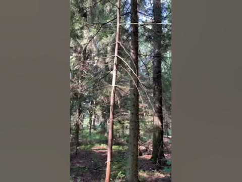 Ушаковские дачи 2 - YouTube