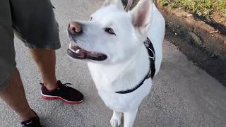 JAPANESE KISHU Misty OBEYS and ATTENTIVE!!!