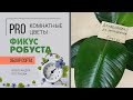 Фикус каучуконосный - один из представителей вида Фикус Робуста. Будем знакомы)