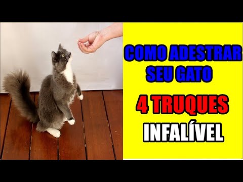 Vídeo: Como Ensinar Truques Ao Seu Gato