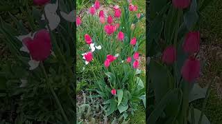 Релакс в саду - птички, тюльпаны, анемоны, нарциссы #nature #garden #flowers #цветы #тюльпаны