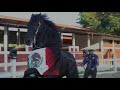 Cabalgata 2018 en honor al Rey de Reyes