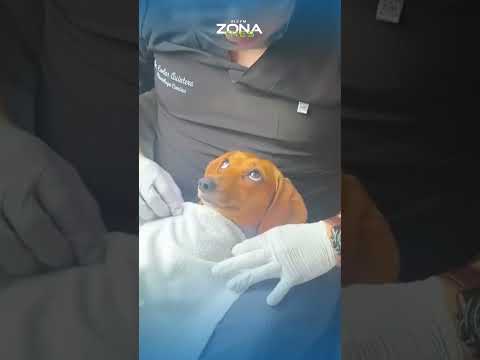 💙📱 Perrito se vuelve viral durante su primera limpieza dental