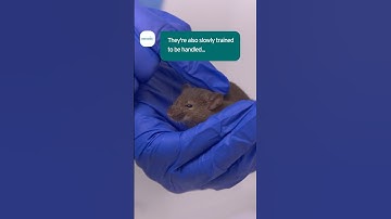 Handling Lab Rats  #amazinganimals  #scienceshorts #animalscience #rats #science #animalresearch