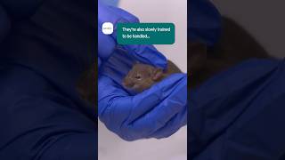 Handling Lab Rats  #amazinganimals  #scienceshorts #animalscience #rats #science #animalresearch
