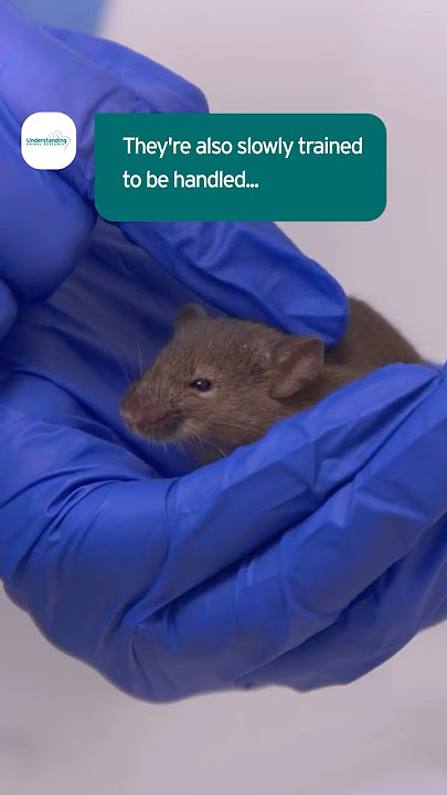 Download lagu Handling Lab Rats  #amazinganimals  #scienceshorts #animalscience #rats #science #animalresearch