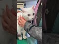人に慣れすぎた結果、病院でも全く動じない弟猫