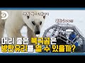 북극곰은 사람을 찢어😱 북극곰의 휴먼 언박싱🐻 [포식동물 관찰기]