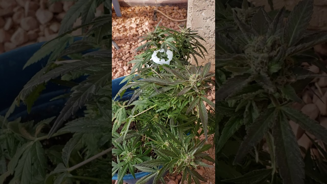 MY.MY blueberry weed in Las Vegas 😋