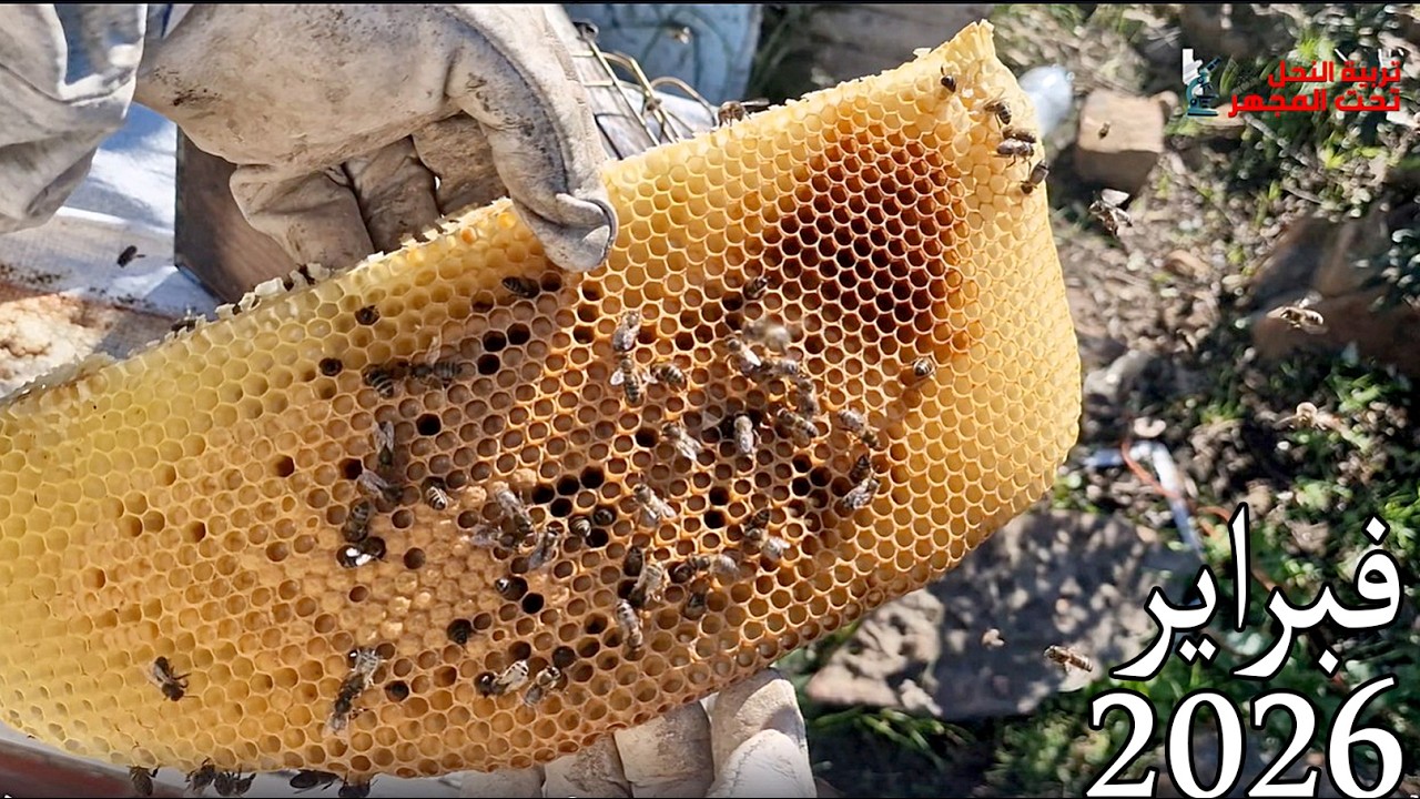 فرز العسل الغابوي 🍯2026 لموسم ضعيف جدا...وكيف هي حضنة الربيع #تربية_النحل #bee #اكسبلور #عسل  #honey