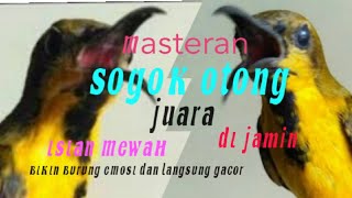 мaѕтeran ѕogoĸ oтong jυara..тerapι ѕogoĸ oтong вaнan cepaт gacor