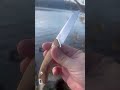 Whittling by the riverside with the MKM Pocket Tango. #whittling #edc #fixedblade