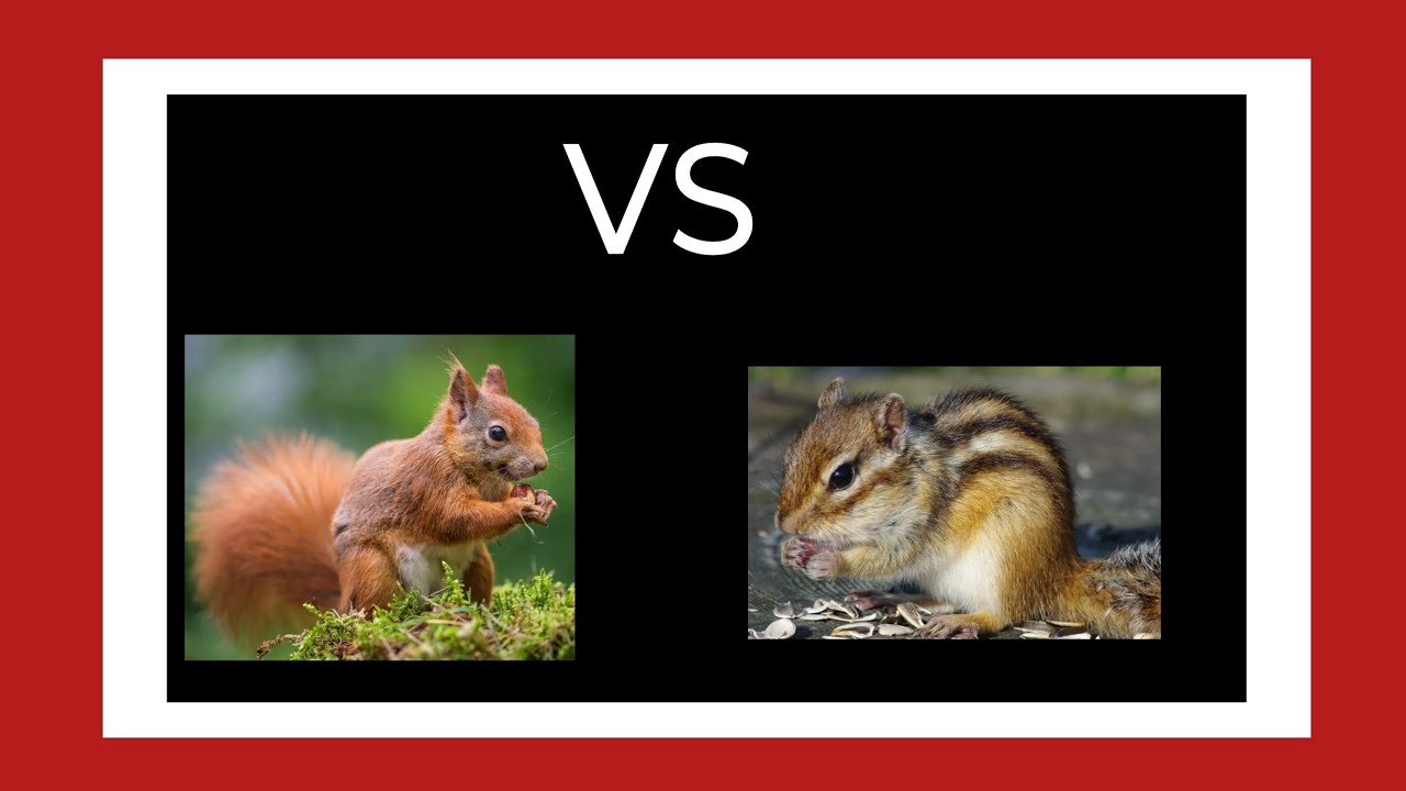 Kilka informacji o wiewiórkach 