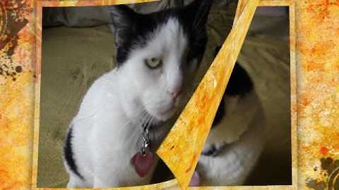 Muvee Reveal Video for Product Review