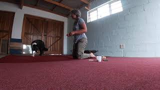 Flat Cat - Session 4