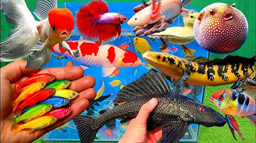 Video tổng hợp cá cảnh đẹp, vịt, vịt con, cá koi, cá trê, cá lóc, cá betta, cá chép koi