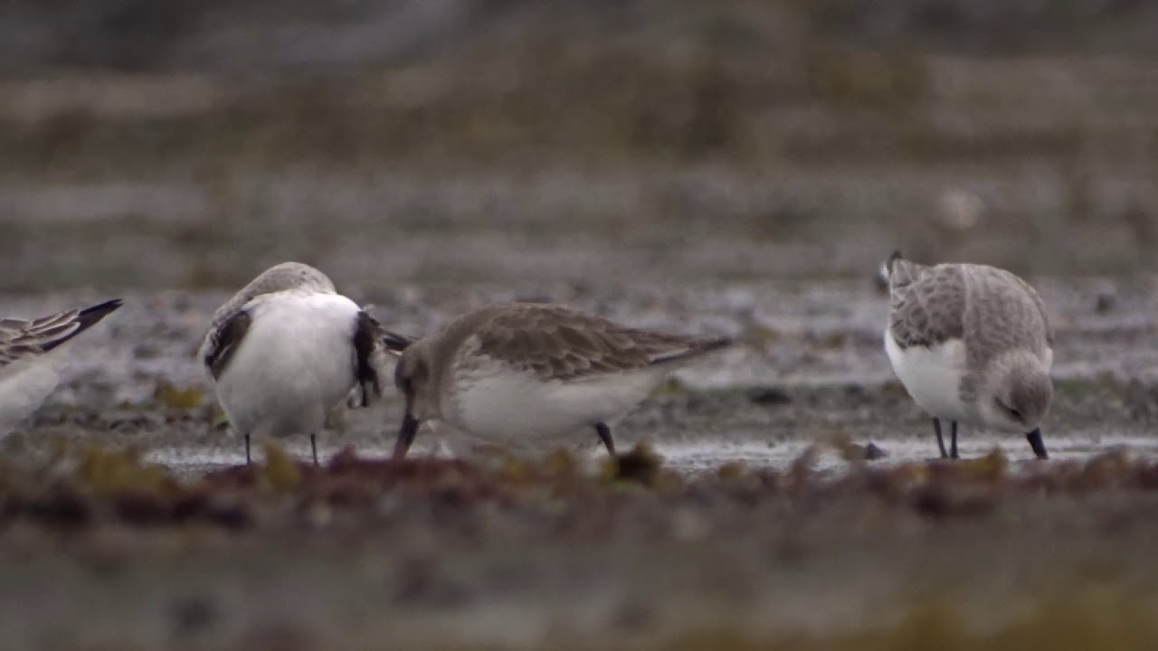 Bonte strandloper en drieteenstrandlopers op de Brouwersdam