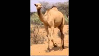 Deve Sesi Camel Sound