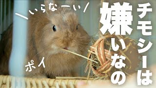 チモシーポイ！牧草嫌いのうさぎNo.45
