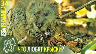 🐹 Почистила Заводь И В Ней Поселились Крысы - Я Их Начала Кормить 🐭 Изба Из Камыша - Серия 34