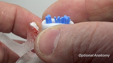 Professional LxH Dynamic Disc Model 2020 Edition