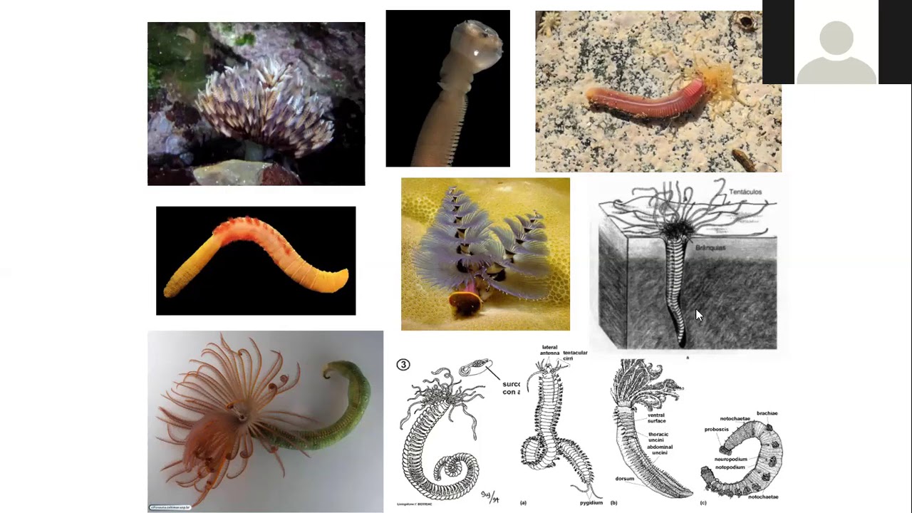 6 E 9 AULAS - Representantes do Filo Annelida Polychaeta, Oligochaeta e Hirudinea